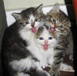 Happy kittens  Meme Template