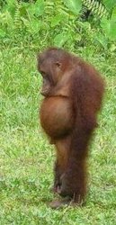 Chubby orangutan Meme Template