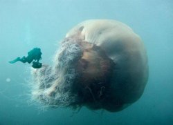 Giant Jellyfish Meme Template