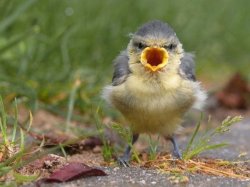 Bird shout Meme Template