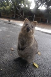 Quokka Birthay Meme Template