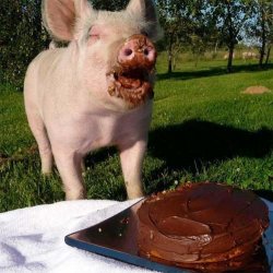 Happy Birthday Pig Meme Template