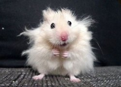hamster Meme Template