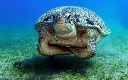 Seriously Skeptical Sea Turtle Meme Template