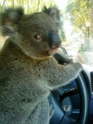 Driving koala  Meme Template