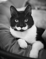 mustache cat Meme Template