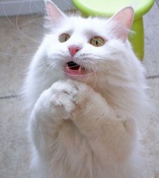 I Can Haz Meme Template