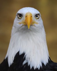 Motivational Eagle Meme Template