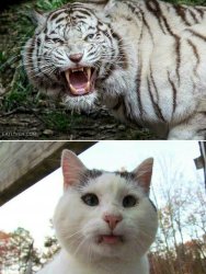 Tiger cat Meme Template
