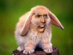 Nicolas Cage Bunny Meme Template