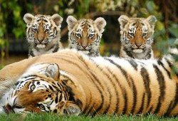 Tiger cub trio Meme Template