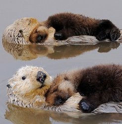 Otter cuteness Meme Template