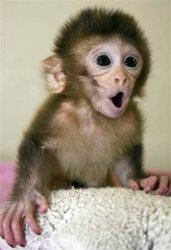 Surprised baby monkey Meme Template