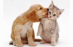 Puppy kisses kitten Meme Template