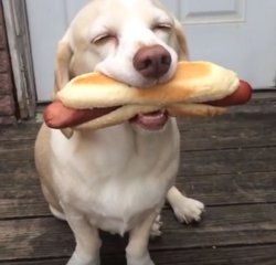 Hot dog Meme Template