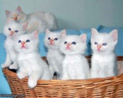 White Cute Kittens Meme Template