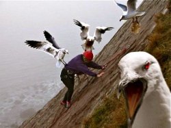 seagull attacking Meme Template