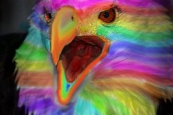 Rainbow Freedom Eagle Meme Template