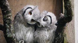 owl cuddle Meme Template