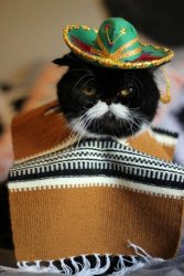 Don't  forget me Mexican cat Meme Template