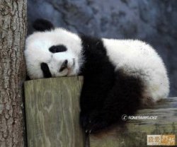 panda dormindo Meme Template