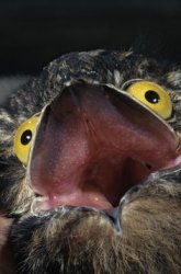 potoo Meme Template
