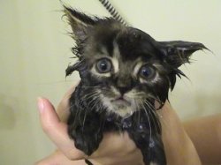Moist Pussy Meme Template