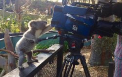 Koala Cameraman Meme Template