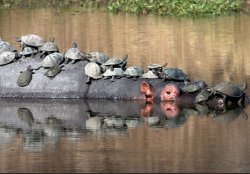 hippo Meme Template