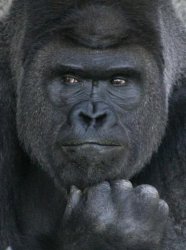 good_looking_gorilla Meme Template
