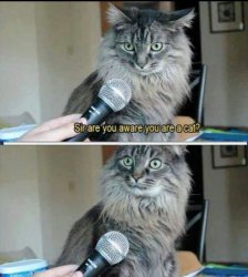 Cat Interview Meme Template