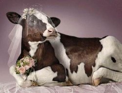 Bride Cow Meme Template