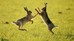 Rabbits Fighting Meme Template