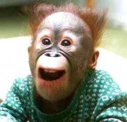 Happy Monkey Happy Birthday Meme Template