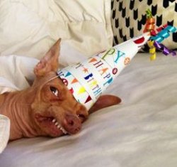 Tuna birthday dog Meme Template
