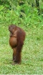 Sad orangutan Meme Template