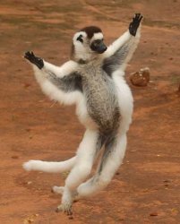 Dance_Lemur Meme Template