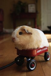 Hamster Wagon They See Me Roein' Meme Template