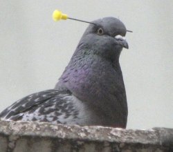 Ket pigeon Meme Template