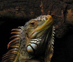 ITAR Iguana Meme Template