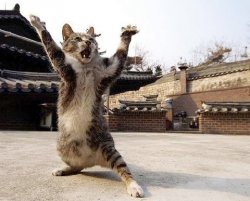 Karate Cat Meme Template