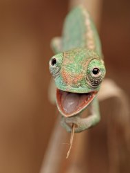 Smiling Chameleon Meme Template