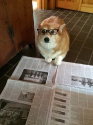 Newspaper Dog Meme Template