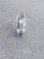 Angry Squirrel Meme Template