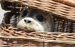 Impending doom seal Meme Template