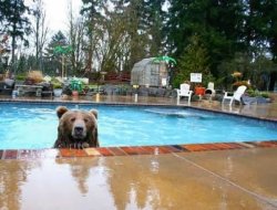 bear in pool Meme Template