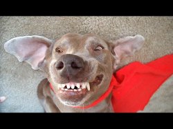 Dog Smile (Ugly) Meme Template