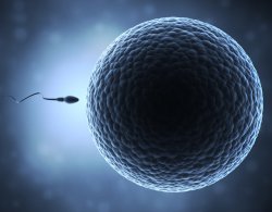 Sperm and Egg Meme Template