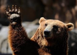 Bear Hands Up Meme Template