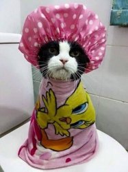 Shower kitty  Meme Template